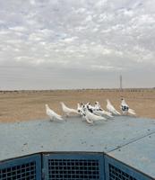 إعلان عن للبيع برج 10 خانات مع حمام. 80 طير حديد شكر بليت قلص