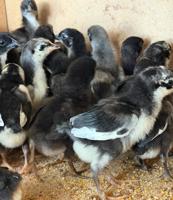 إعلان عن للبيع فروخ دجاج عقارب عراقي