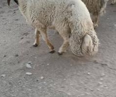 إعلان عن 26غنم عواس عراقية مع الفحل فاخرة ونادرة فيهم10سونارغنم تراكيب خصم