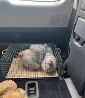 إعلان عن دجاج زينه بانواعه - عربي سبيشل - عربي .