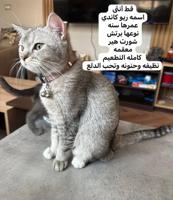 إعلان عن قطوتين لتبني