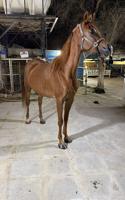 إعلان عن للبيع خيل