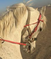 إعلان عن ‏للبيع حصان مصري خياله