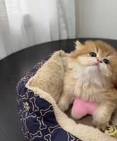 إعلان عن للبيع قطط برتش قولد شورت هير ولونق هير نوع n25 صحتهم ممتازه نوع انثى