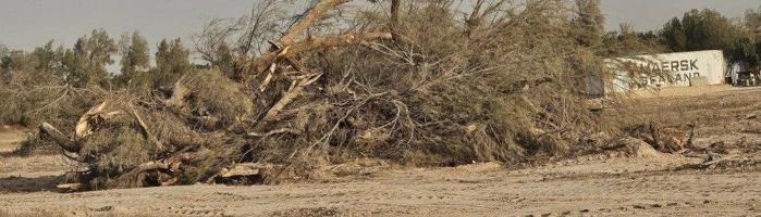 إعلان عن لتجار الحطب للبيع شجر اثل وكاربس