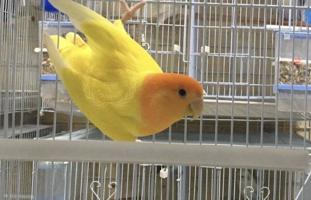 إعلان عن مطلوب لوف بيرد اصفر اوبلاين اورنج ازواج