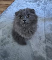 إعلان عن سكوتش نثيه ٤ شهور