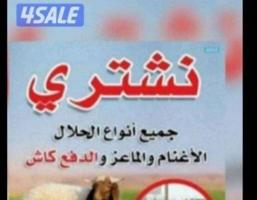 إعلان عن نشتري جميع انواع الحلال غنم ومعزة ومطافيل العدد مفتوح والدفع كاش