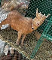 إعلان عن للبيع تيس جيكي