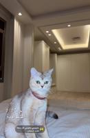 إعلان عن أنثى سكوتش ستريت + هاديه صحتها زينه عمرها ١٠ شهور مواليد ٢٠٢٥ للبيع