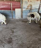 إعلان عن مطافيل العدد  6  طريق اللياح