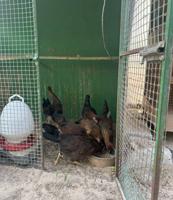 إعلان عن للبيع دجاج عربي قديم