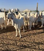 إعلان عن معزه ضرايب بيض جروم طيبه