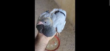 إعلان عن 🔥 جاهز للاكل فروخ زاجل \ فري بسعر الجملة 🔥