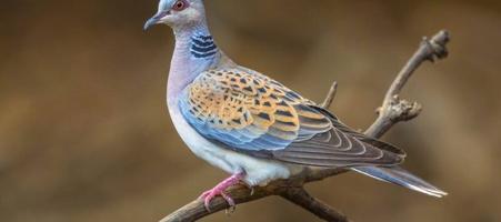 إعلان عن قمري - حمام بر جمله