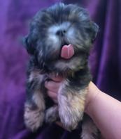 إعلان عن للبيع كلب نوع شيتودزو  يوجد انثى و ذكر. العمر شهر و نص سعر100٠