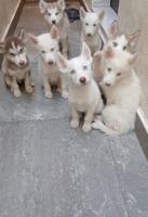 إعلان عن husky for sale