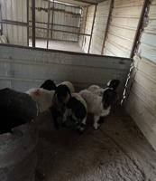 إعلان عن للبيع طليان نعيمي العدد خمس العمر شهرين