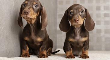 إعلان عن للبيع ذكر ميني داتشهوند من روسيا عمره شهرين ونص معاه دفتر تطعيماته