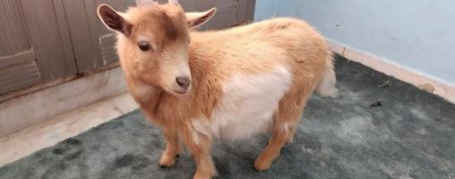 إعلان عن قزم ماعز أليف ولعوب – فرصة مميزة 🐐