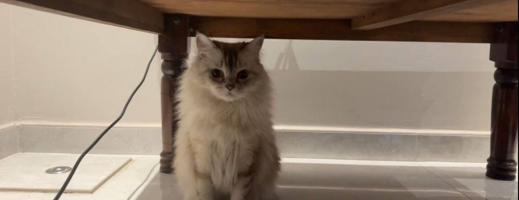 إعلان عن قطة نوع هيمالايا عمرها تقريبا ٧ سنوات