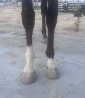 إعلان عن فلاوه للبيع