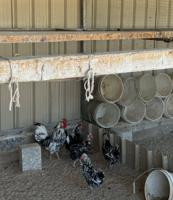 إعلان عن السلام عليكم مجموعة دجاج اربع وديك + وثلاثين دجاجه العمر شهرين او يزود