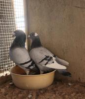 إعلان عن طريق الارتال