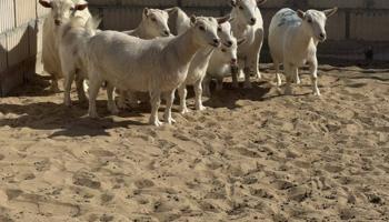 إعلان عن للبيع 5 معزا جيكيات مضاري شرط السونار