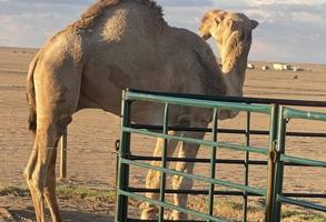 إعلان عن ابل للبيع