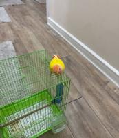 إعلان عن لوف بيرد البينو ورد فيس قاطعين عس امورهم ممتازه فل ربوه معى قفص