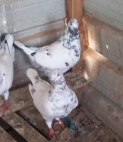 إعلان عن للبيع حمام لاحم احجام جامبو العدد 12حبه اغلبهم ازواج وصحه طيبه وممتازه