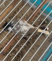 إعلان عن بلابل عراقيه نوادر للبيع زوج وواحد فرداني