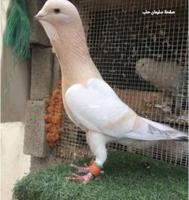 إعلان عن مطلوب حمام شامي