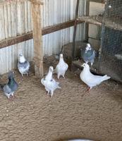 إعلان عن طبات للبيع