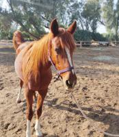 إعلان عن للبيع فرس بلدية