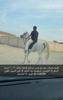 إعلان عن للبيع حصان مصري بدون اوراق