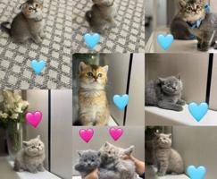 إعلان عن سكوتش فولد