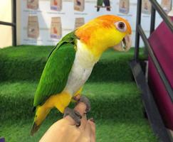 إعلان عن ( مطلوب ) كايك وايت بيلي ( نثيه بعمر انتاج )