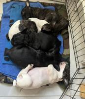 إعلان عن For sale French bulldog 2 months old . Details send message whatsup