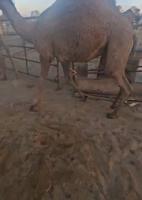 إعلان عن بيع وشراء قعدان يوجد قعدان محليه بريه شي طيب السعرعلى حسب طلب القعود ا