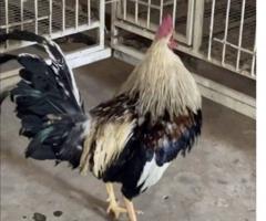 إعلان عن للبيع صيصان دجاج عربي ترثة وبيض طازج للفقاسة