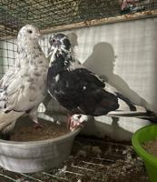 إعلان عن الي يدور النادر