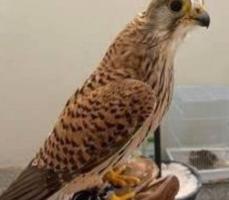 إعلان عن للبيع طير صغير