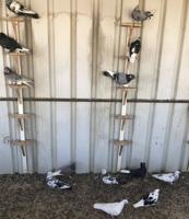 إعلان عن للبيع لوت ملاوين