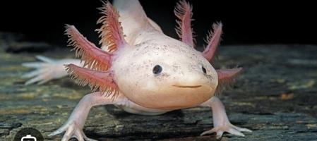 إعلان عن Axolotl 8 months