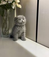 إعلان عن قطه للتبني