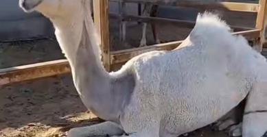 إعلان عن حلاقه وغسيل ابل