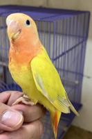 إعلان عن للبيع لوف بيرد بيور