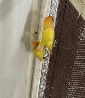 إعلان عن للبيع لوفبيرد